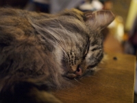 Hermes DS couch C201211.JPG